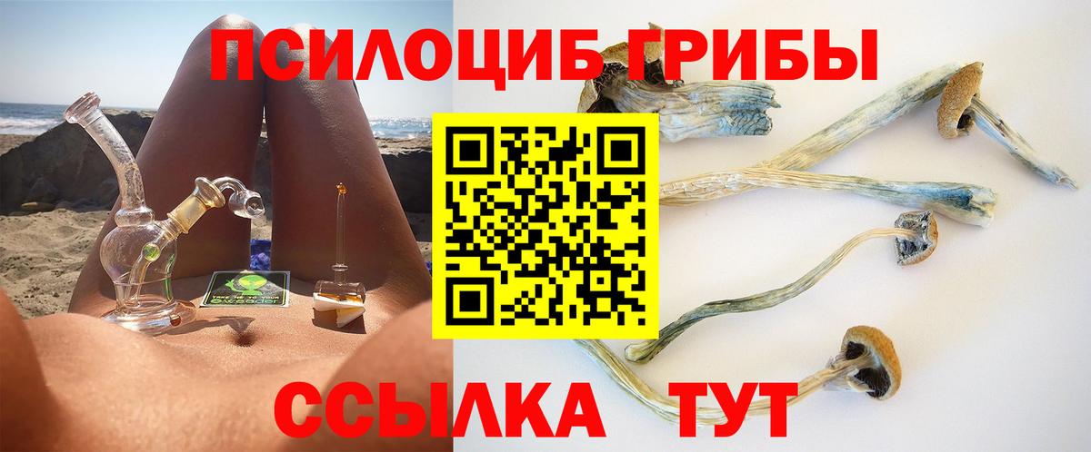 Галлюциногенные грибы Psilocybine cubensis Гатчина